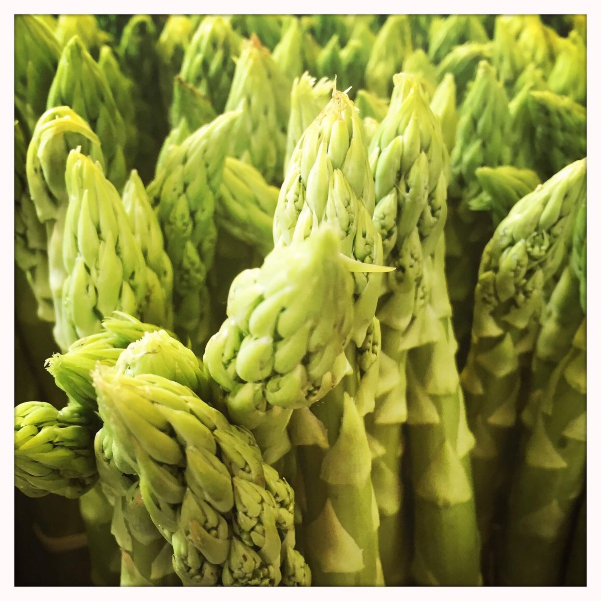 Asparagus: Season, Buying, Peeling and Storing