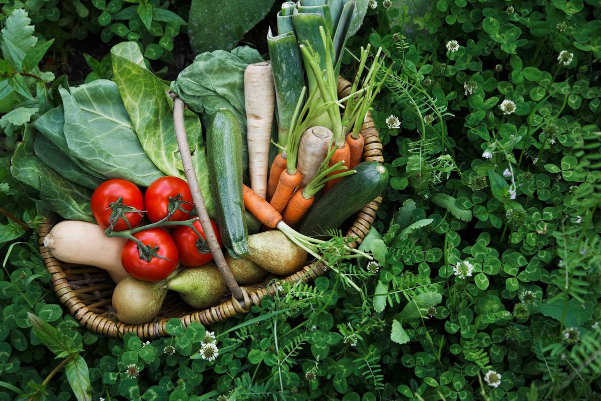 Micronutrientes